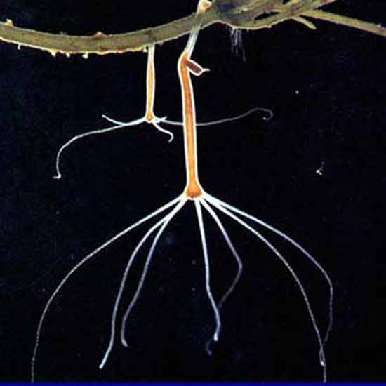 Как зайти на кракен в торе